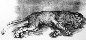 A Lying Lioness albert durer