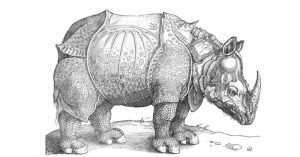 The Rhinoceros by Albrecht Dürer